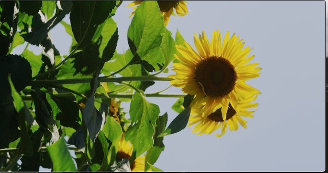 SUNFLOWER.jpg