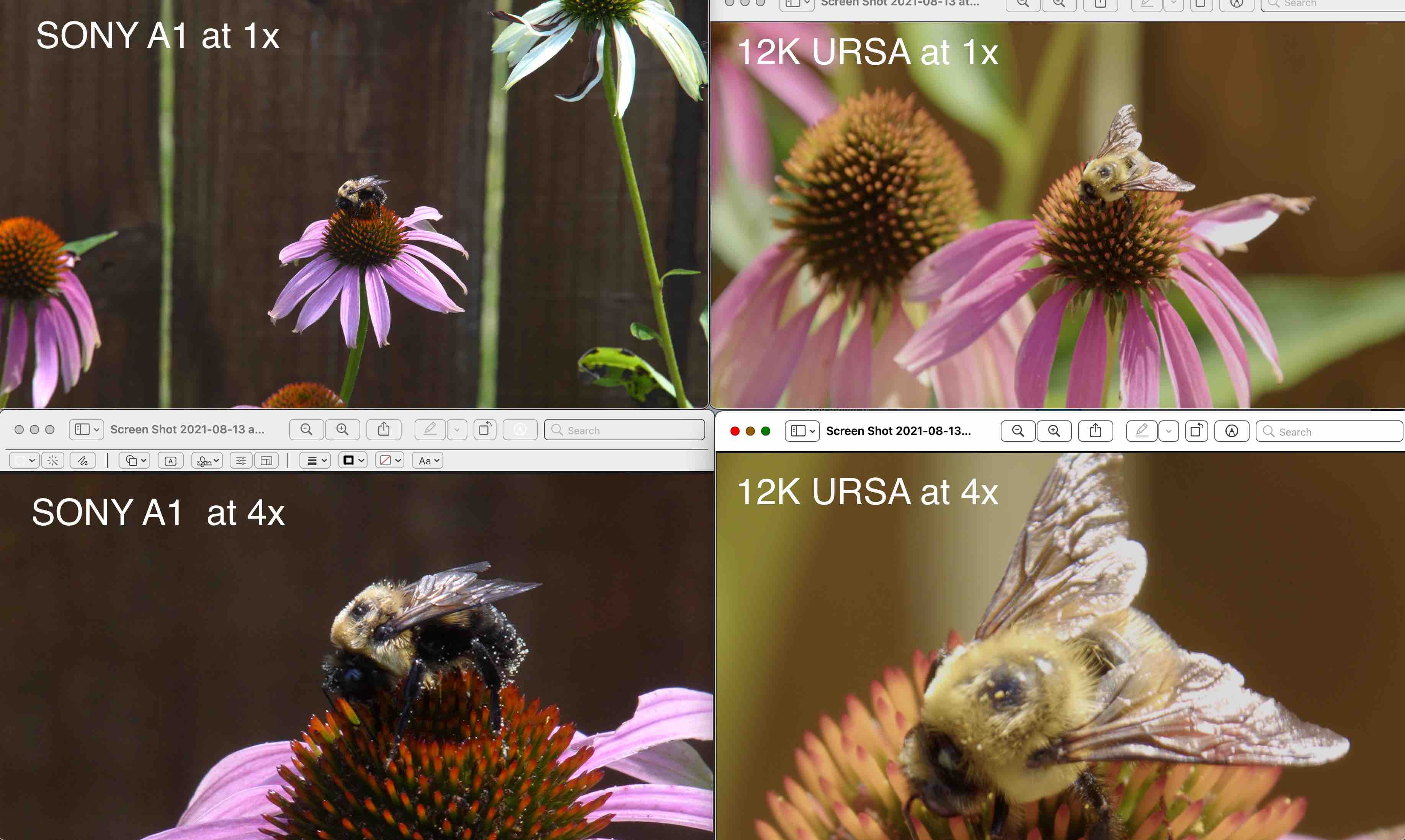 2. Bee Quad.jpg