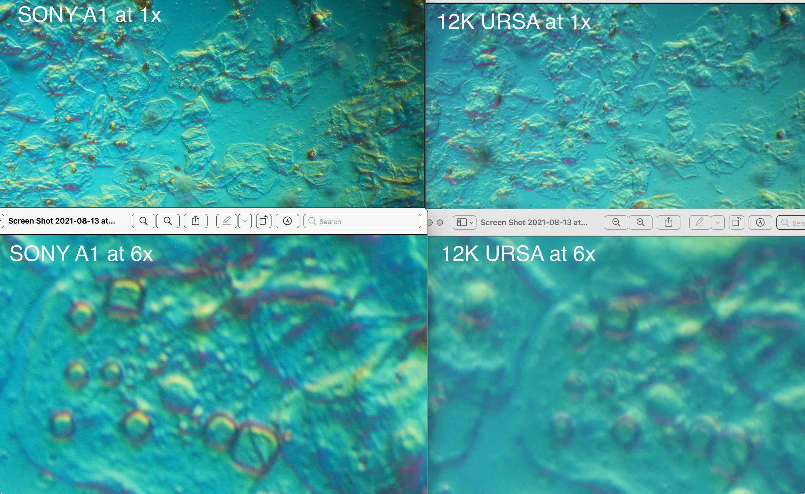 3. Cheek Cells Quad.jpg