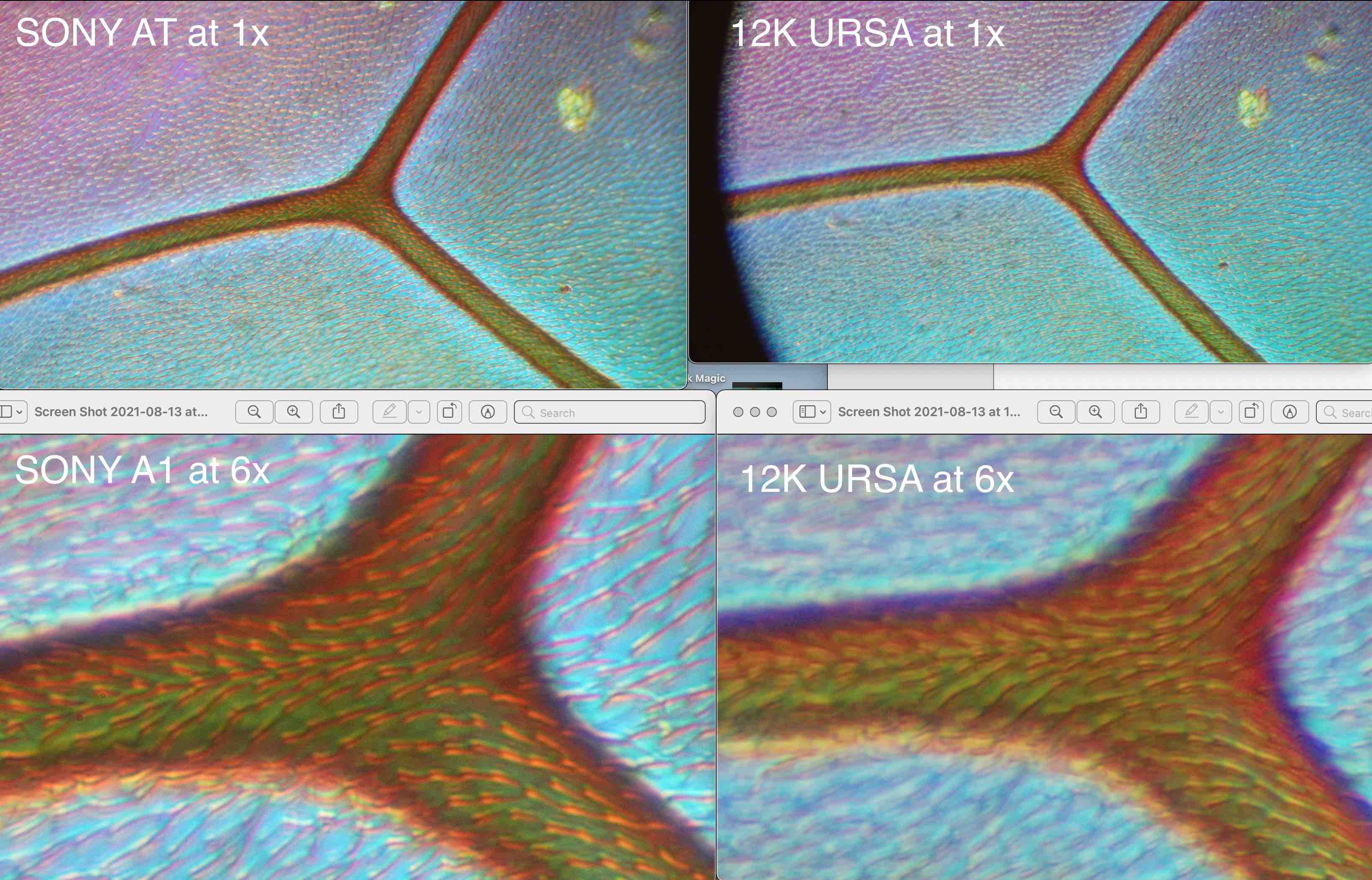 5. Insect Wing Quad.jpg