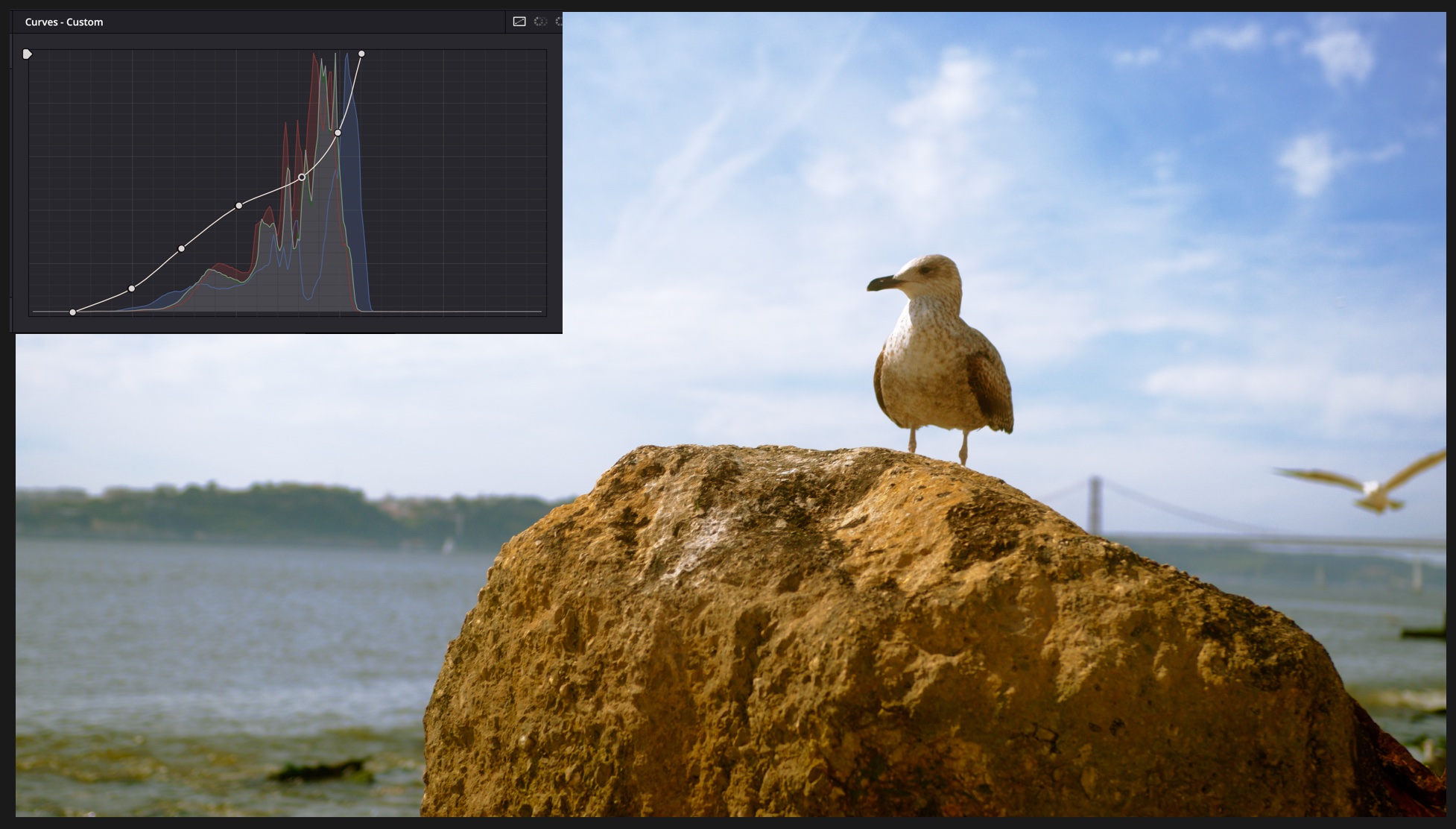 seagull.jpg