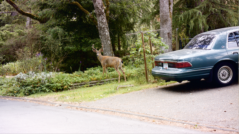 Deer Me C0016_000001.png